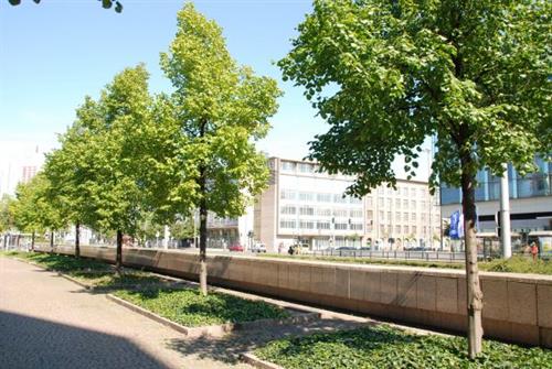 Naturbasierte Lösungen auch in NRW: Für Wohlbefinden, Klima und Umwelt